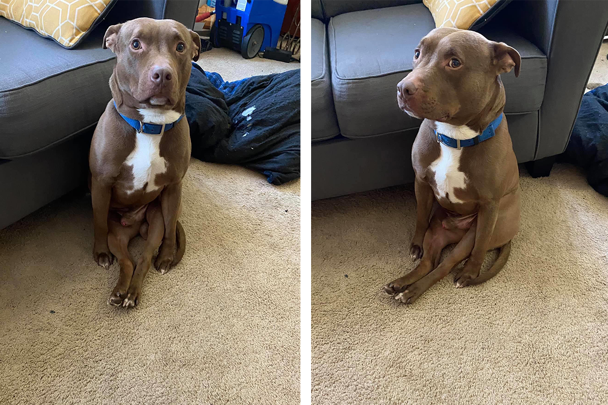 Elegantne sediaci psík sa stal miláčikom internetu. Jeho vtipná póza dostane aj teba