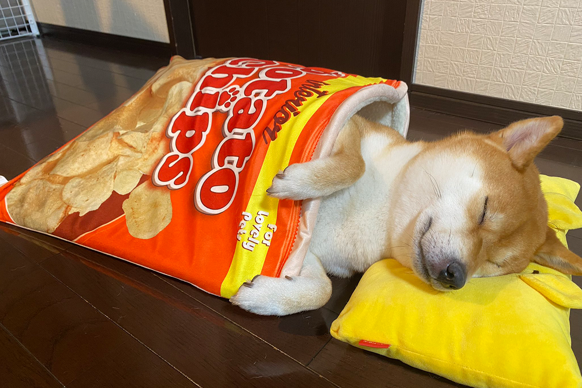 Roztomilý psík spáva v postieľke v štýle balíka chipsov. Ľudia na internete si ho zamilovali