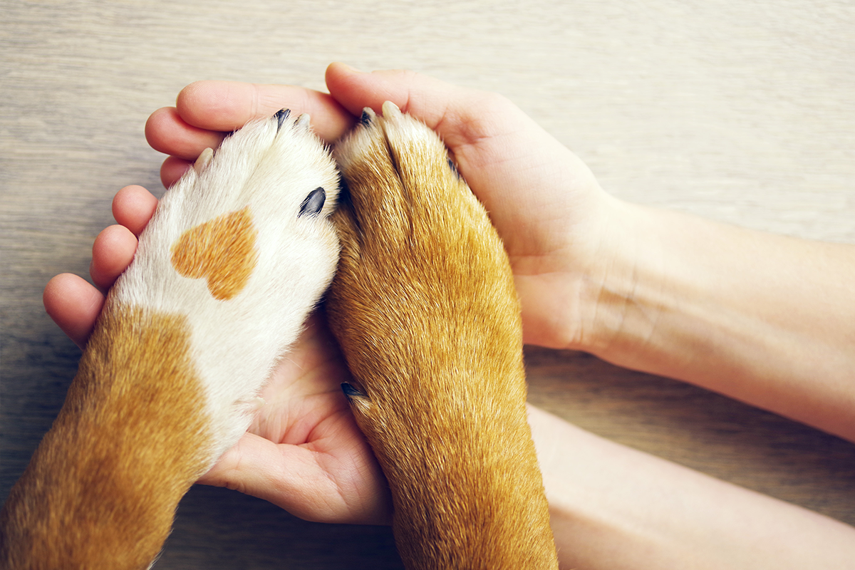 Vedci potvrdzujú, že psy skutočne dokážu rozpoznať zlého či nespoľahlivého človeka