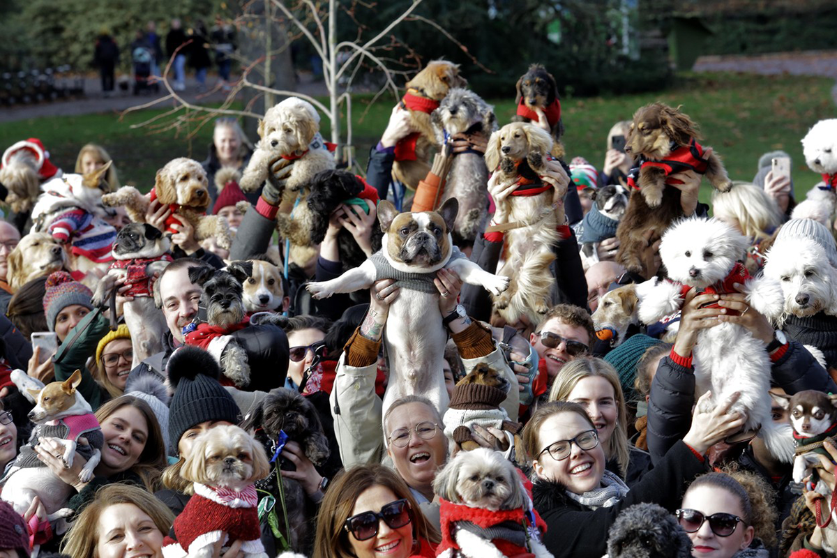 Trom stovkám psíkov vo vianočných svetroch sa podarilo pokoriť svetový rekord