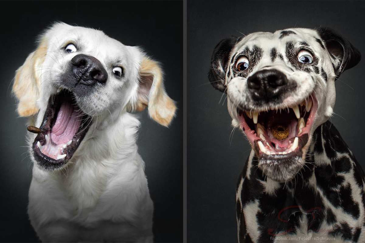 Umelec vytvára roztomilé fotografie psíkov v momente, keď k nim letí obľúbená maškrta