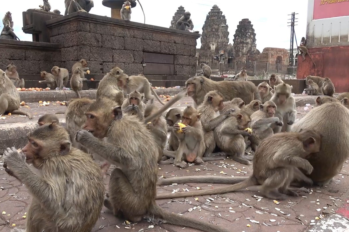 Obyvatelia thajského mesta sú nútení skrývať sa pred rozvášnenými opicami