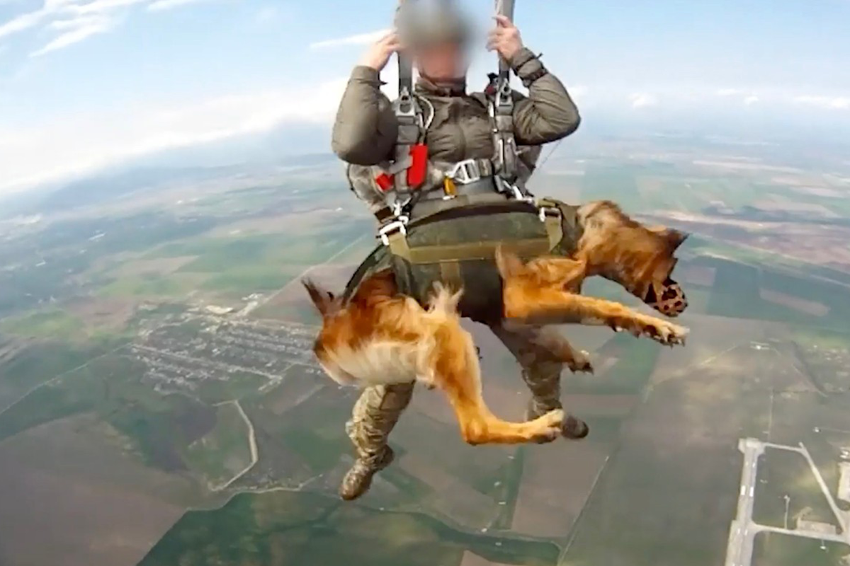 Rusi testujú nové padáky pre psích parašutistov