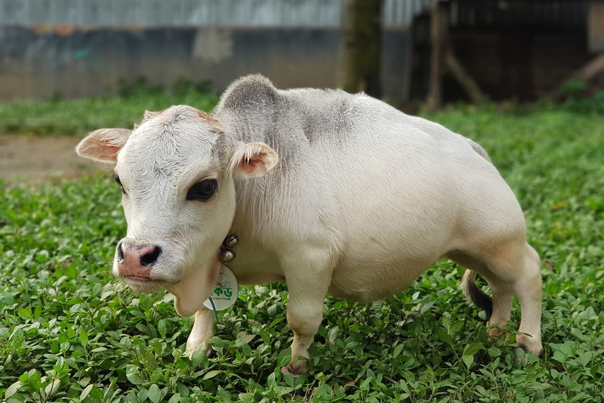 Najmenšia krava na svete sa v Bangladéši stala obrovskou atrakciou