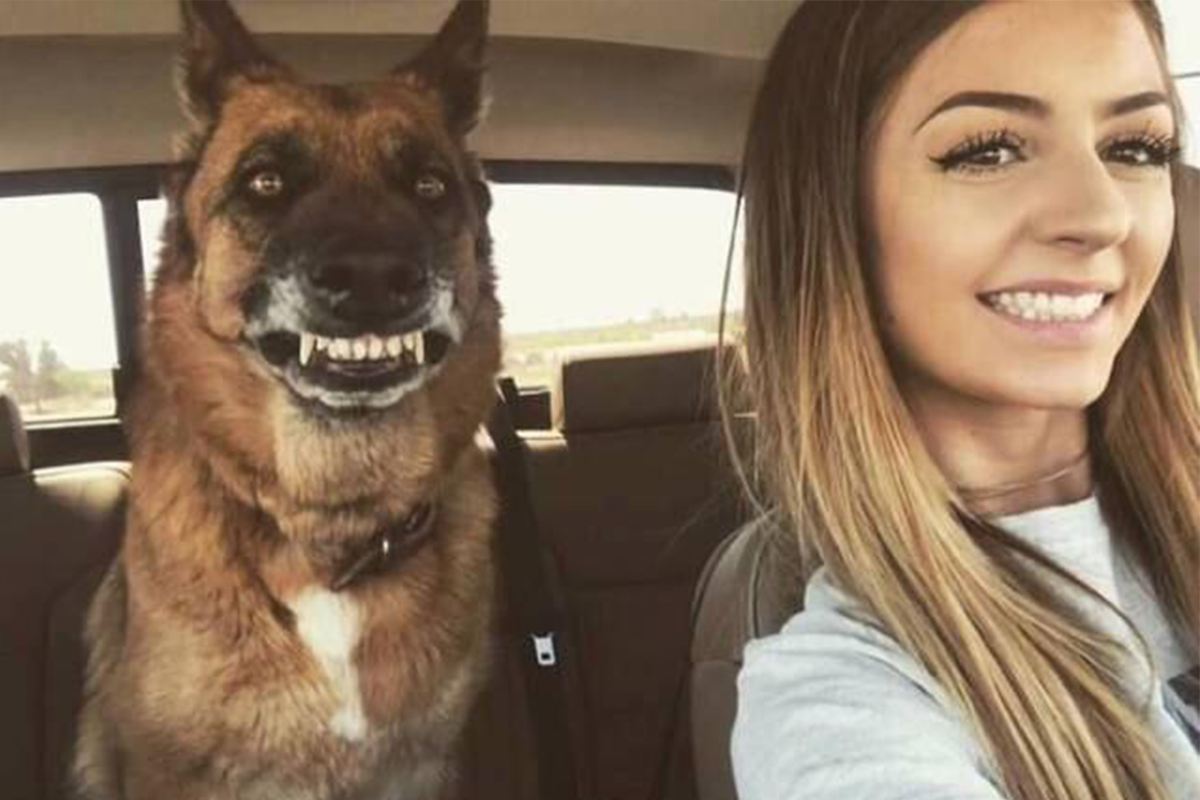 Ak na teba psy neceria zuby, tak dokážu vyzerať aj takto smiešne