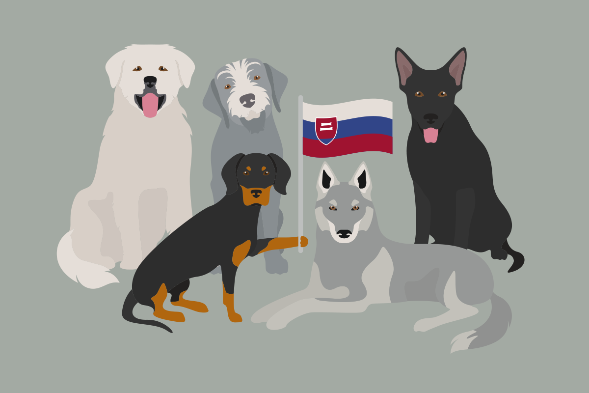 Plemená psov, ktoré boli vyšľachtené na Slovensku