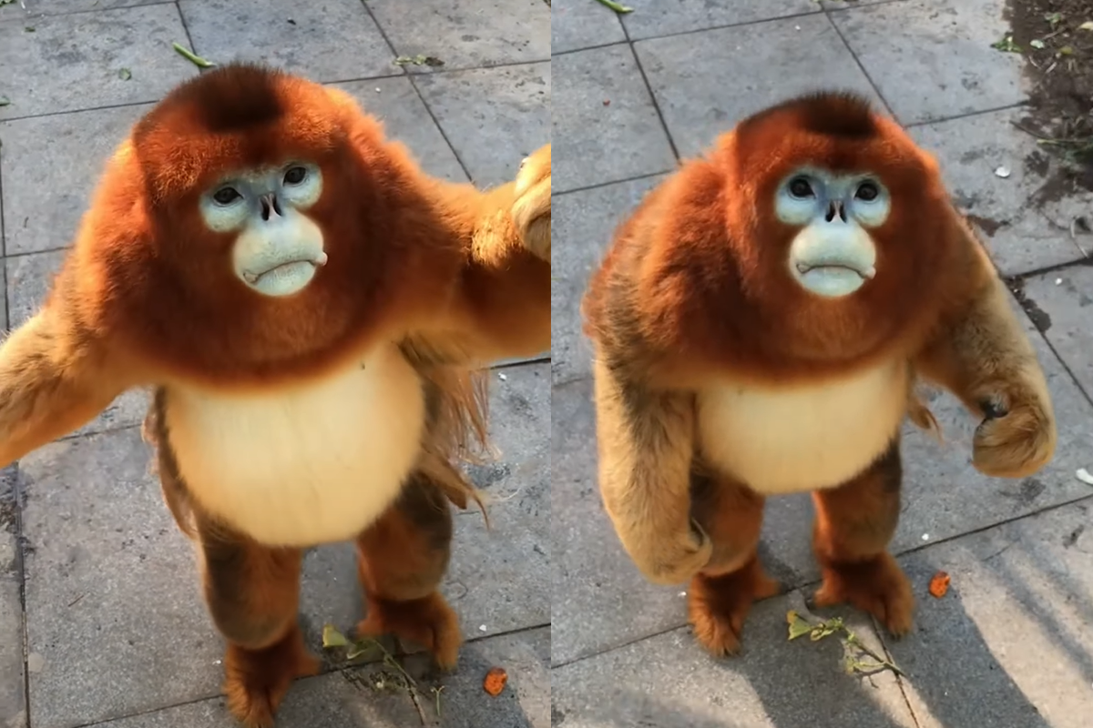 Internet si zamiloval zlatosrstú opicu, ktorá sa napcháva bobuľami
