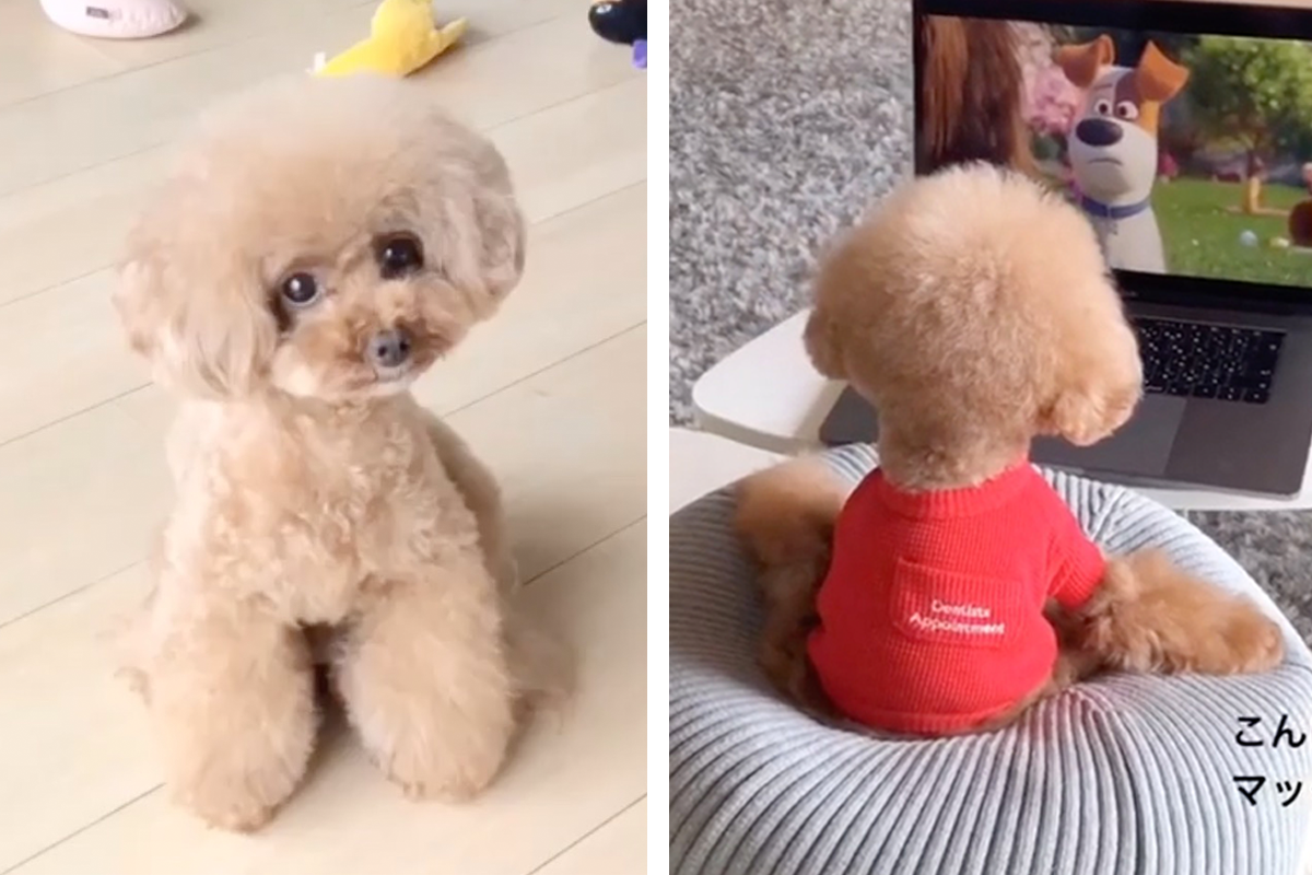 Roztomilý psík z Japonska sa stal hitom TikToku. Vyzerá ako plyšová hračka
