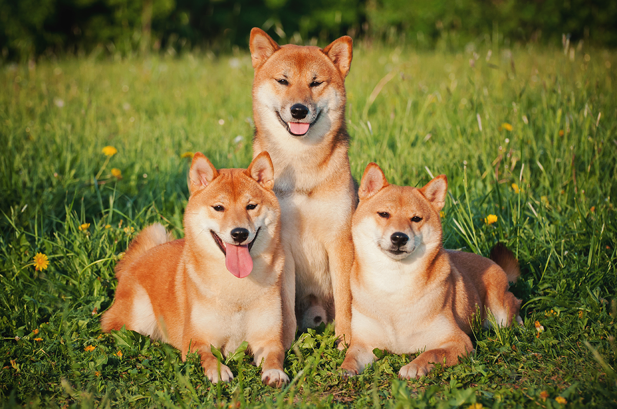 Trojica perfektne zosynchronizovaných psíkov shiba robí všetko spoločne. Fungujú ako jedna duša