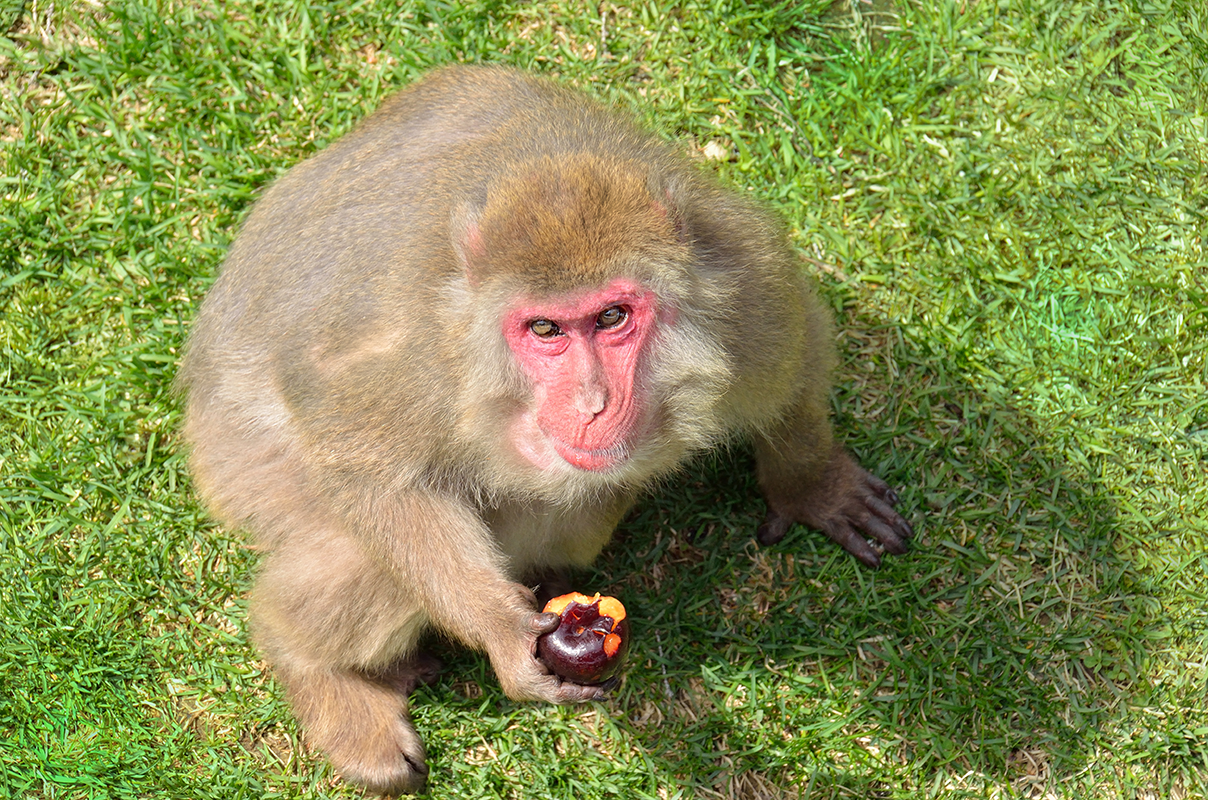 Trojica ozbrojených babičiek z Japonska vyhlásila vojnu makakom