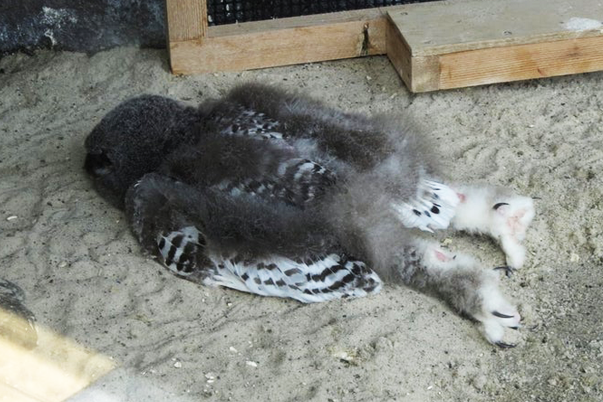 Obrázok malej sovy spiacej na bruchu ovládol internet