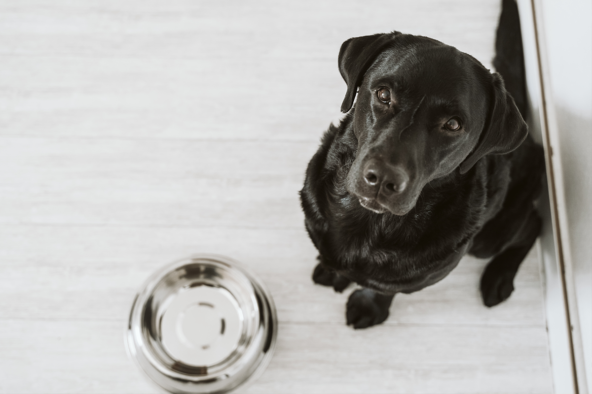 Na TikToku sa objavila nová psičkárska výzva. Ľudia dávajú psom mini porcie jedla a točia ich reakcie