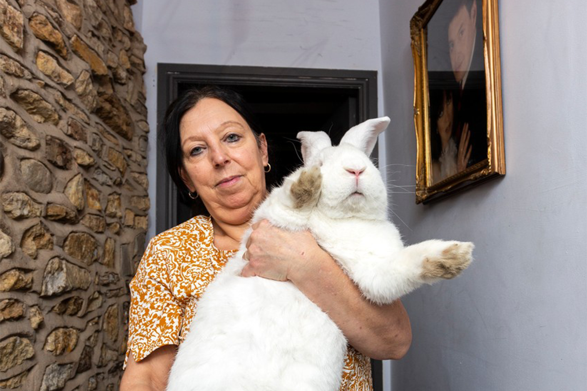 60-ročná žena zdieľa domácnosť s týmto obrovským zajačikom