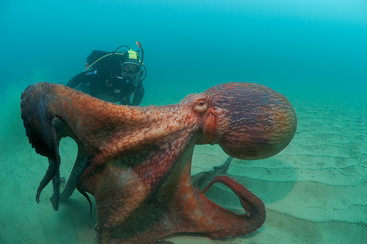 Potápač si spravil selfie s najväčšou chobotnicou na svete