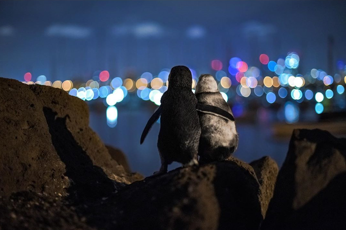 Fotografovi sa podarilo zhotoviť nevšedný romantický záber. Sú na ňom dva ovdovené tučniaky