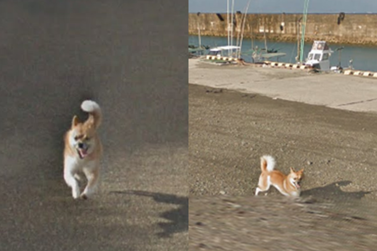 Japonský psík sa postaral o najlepšiu fotobombu v histórii služby Street View!