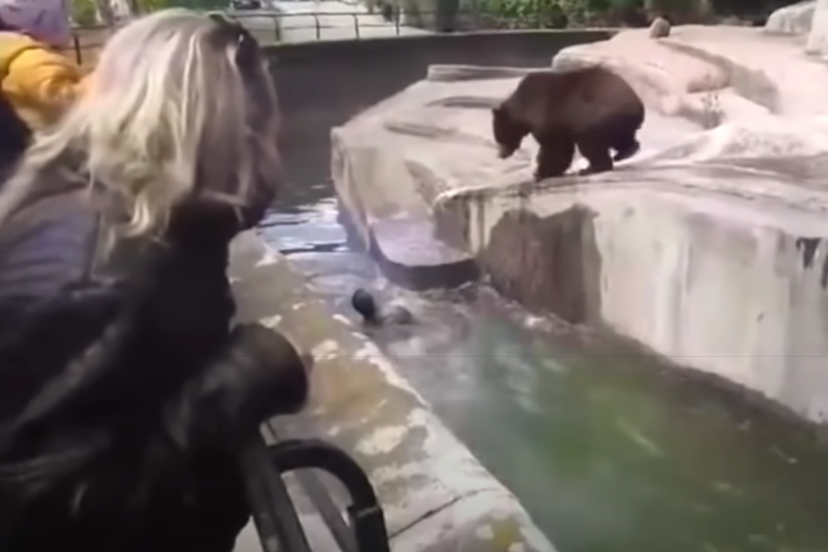 Opitý Poliak napadol medvedicu vo varšavskej zoo. Pokutu dostal aj za to, že nemal rúško