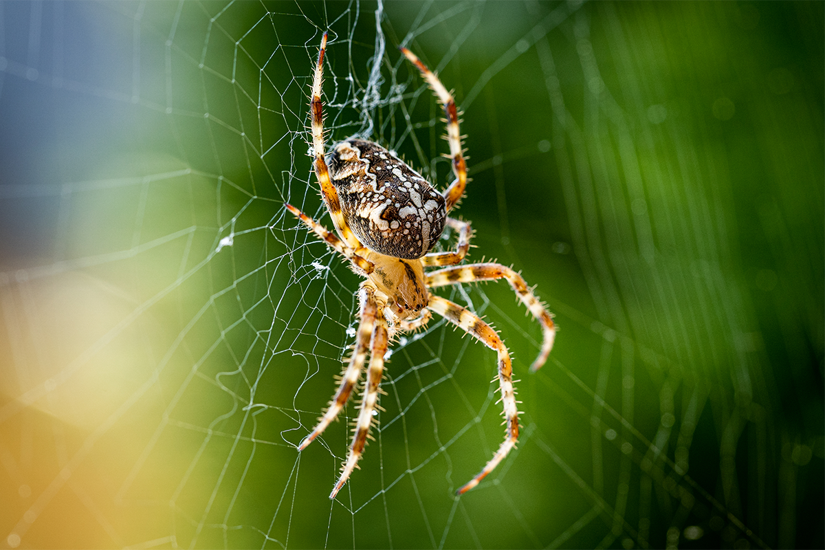 Máš strach z pavúkov? Vedci varujú, že zmena podnebia spôsobuje pavúčí baby boom