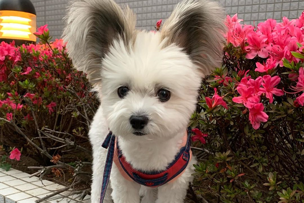 Jedinečná psia miešanka má tie najúžasnejšie ušiská na svete