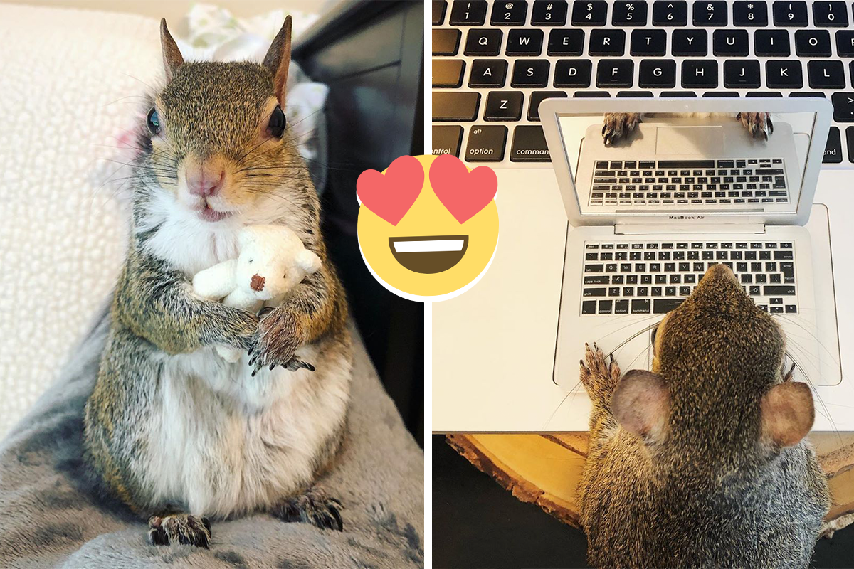 Profil tejto veveričky, ktorá nedokáže spať bez svojho macka, bude tvoj najobľúbenejší na Instagrame