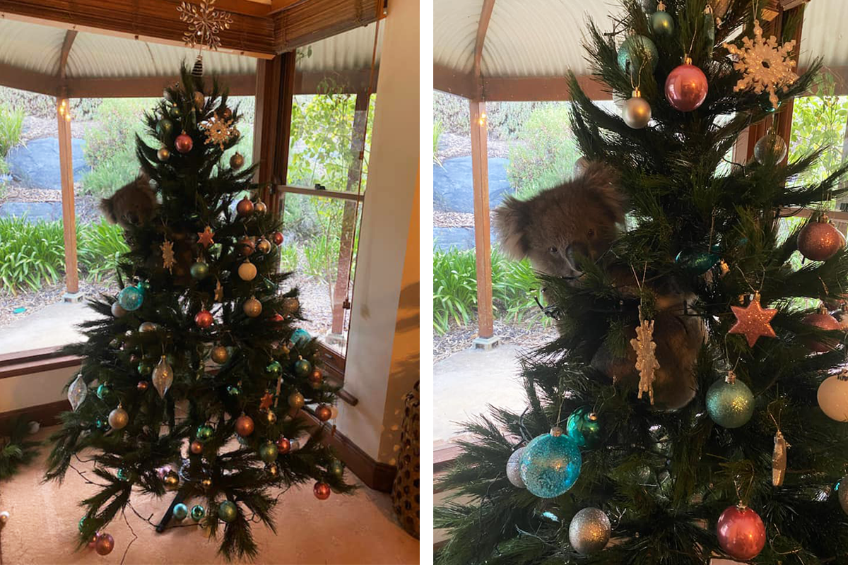 Rodina si našla na vianočnom stromčeku nezvyčajnú „ozdobu“, ktorú tam rozhodne nezavesila