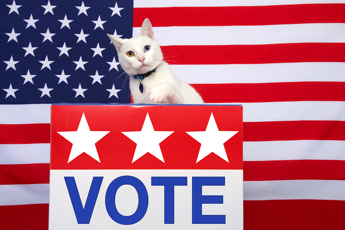 Dvanásť rokov mŕtva mačka dostala poštou formulár pre voličskú registráciu