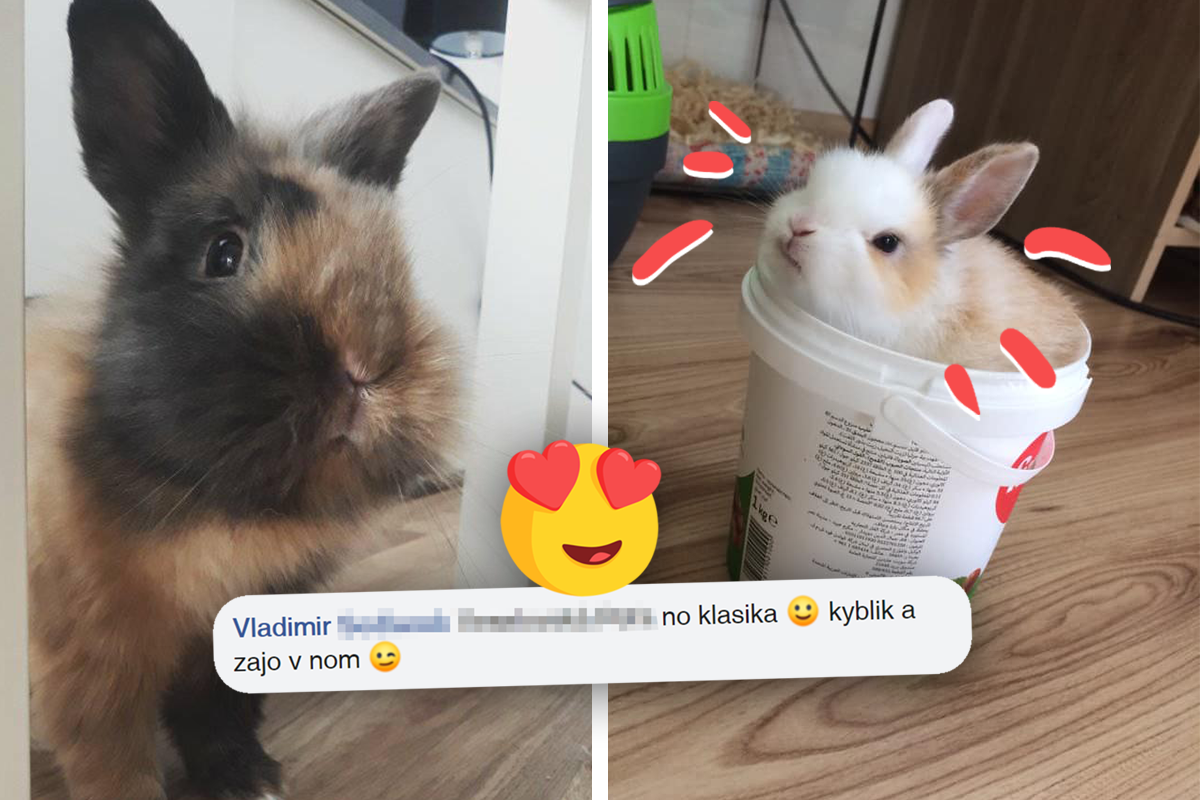 Slováci sa podelili o najvtipnejšie fotky svojich králičích spoločníkov
