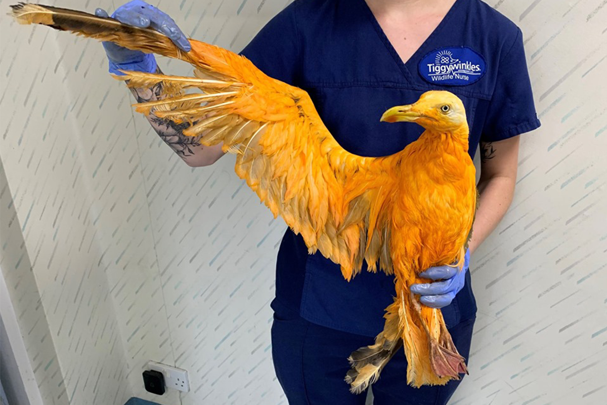 Ľudia priniesli na veterinu raneného exotického vtáka: vysvitlo, že je to niečo úplne iné