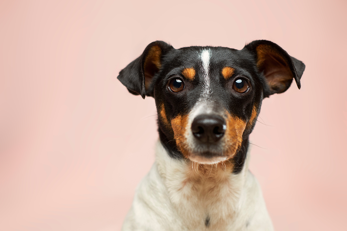 15 príliš realistických konverzácií so psom, na ktorých sa pobaví každý psičkár
