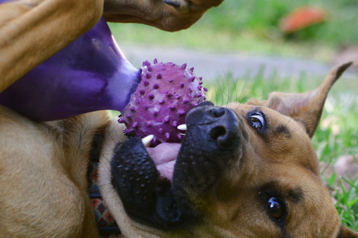 Spoločnosť vyrobila hračku pre psov, ktorá nápadne pripomína pomôcku pre dospelých