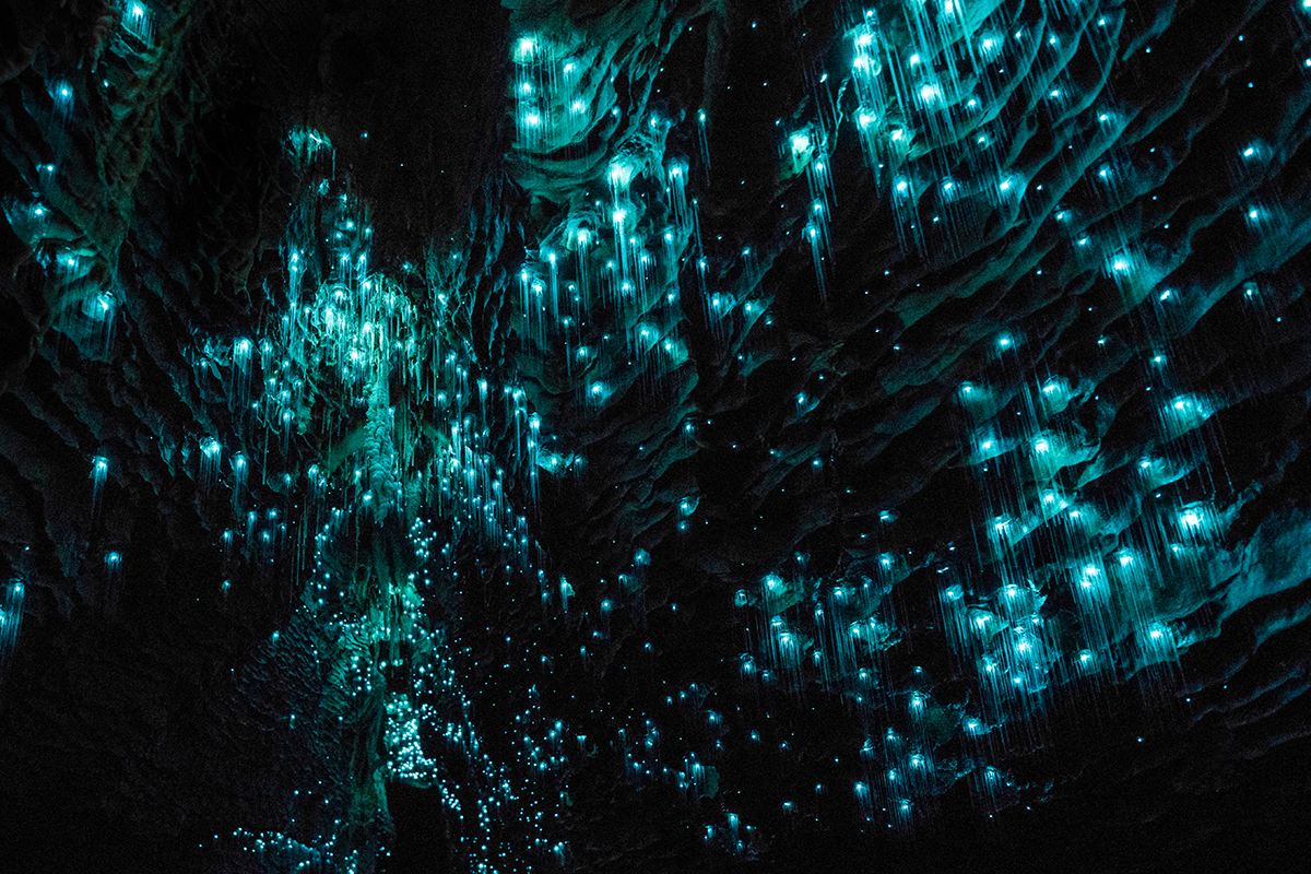 Dračí slimák, jaskyňa červov alebo 10 zaujímavých faktov zo sveta
