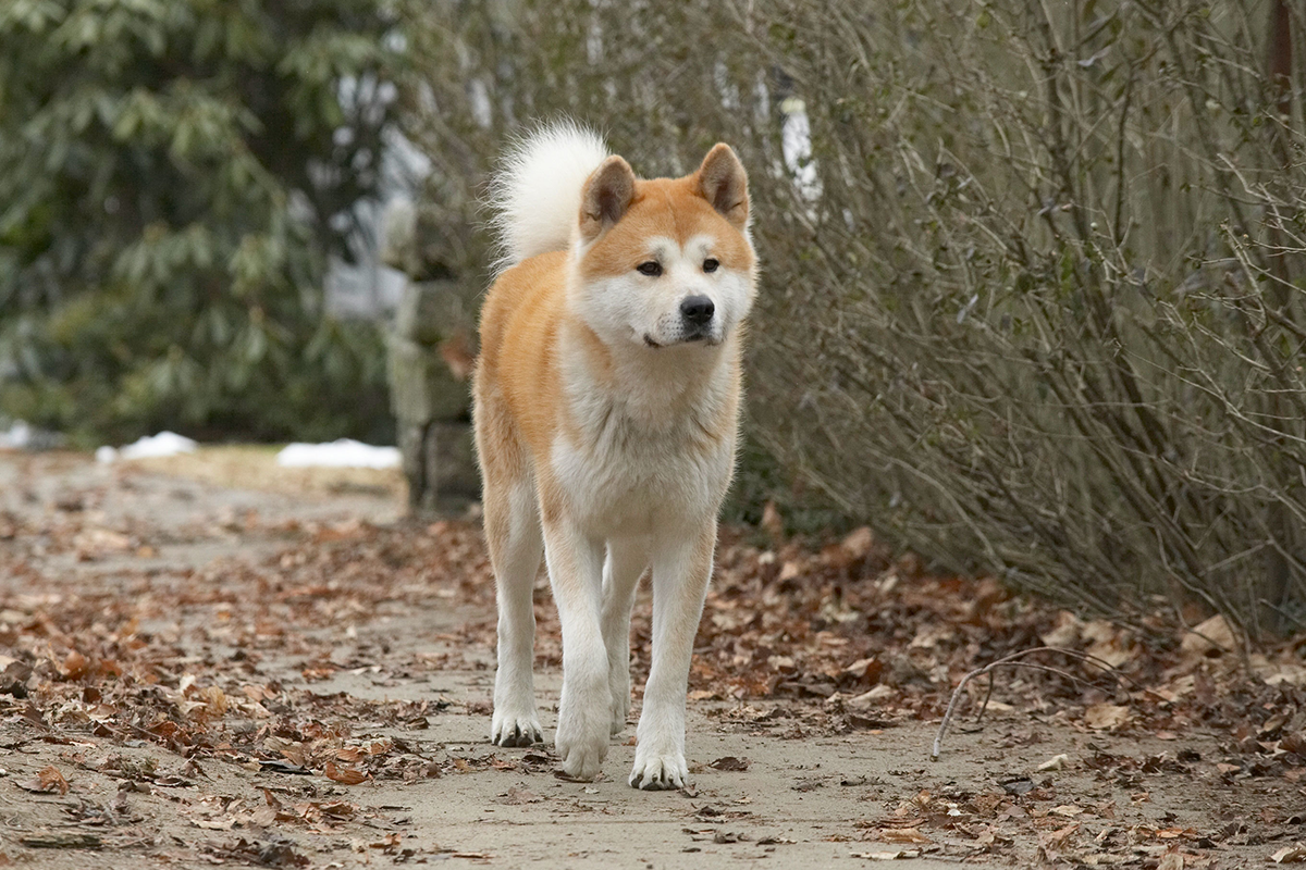 Dôkaz ohromnej vernosti a lásky, ktorý dojíma. Aký bol príbeh skutočného psa Hačikó?