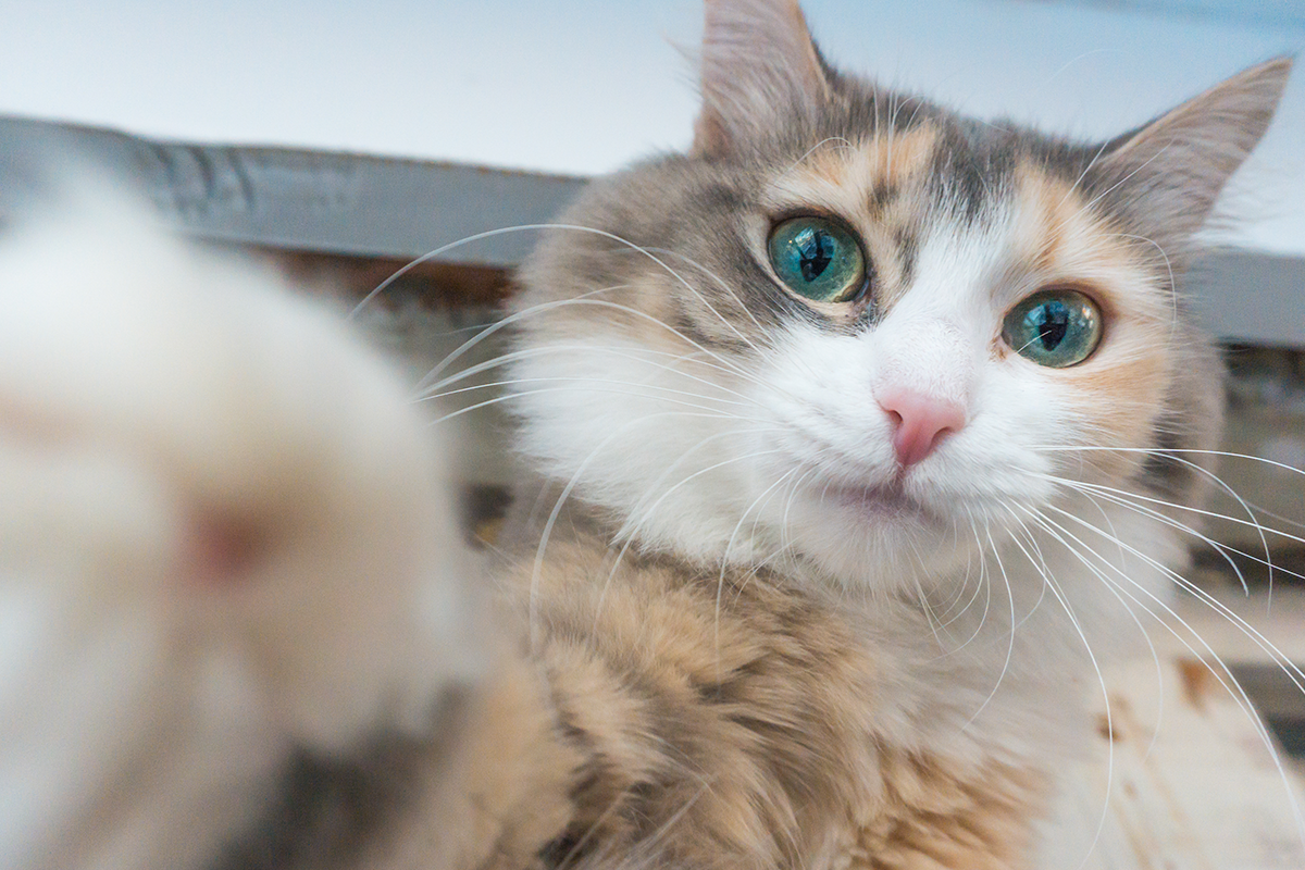 Táto mačka sa stala hitom internetu. Ukradla majiteľke tablet a začala si robiť selfíčka