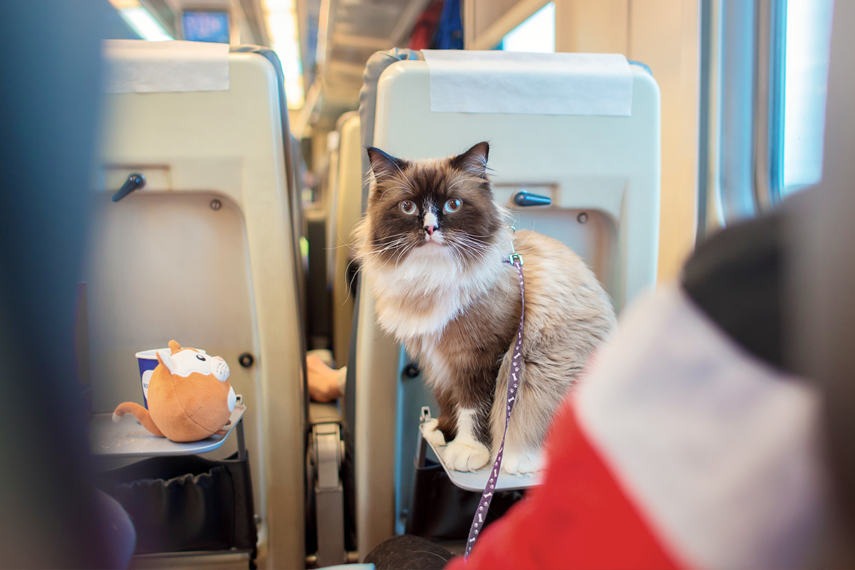 Mačka bola nemilosrdne vyhostená z vlaku. Nemala totiž cestovný lístok