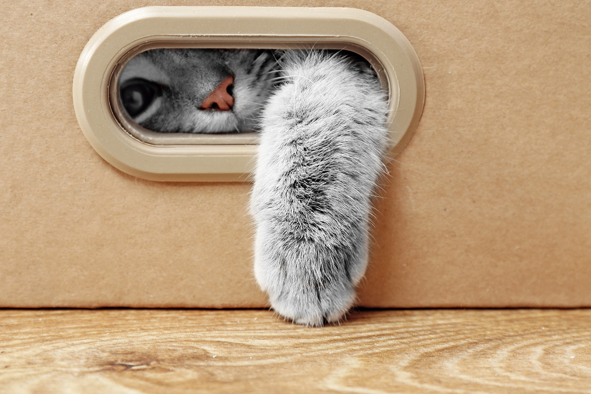 Účet na Twitteri zbiera vtipné mačky usídlené na miestach, kde by mačky byť nemali