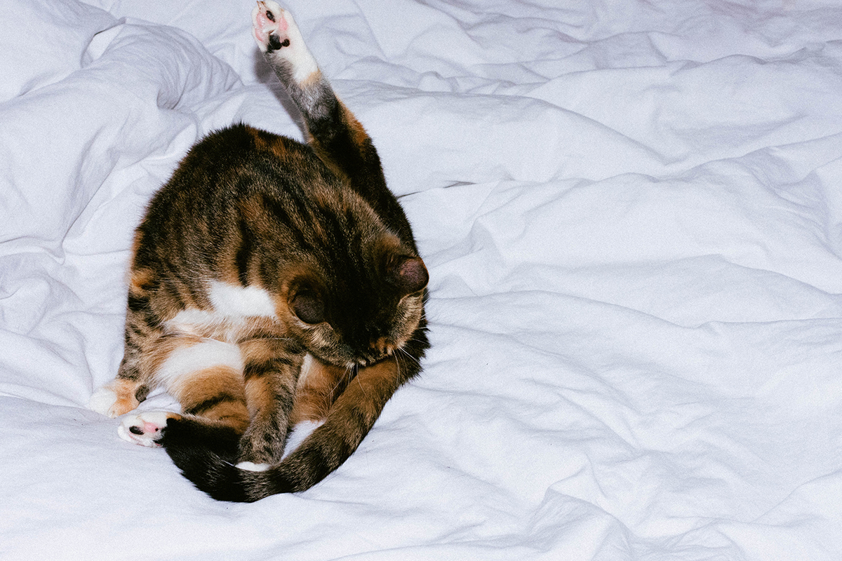 Roztomilé mačky na 15 zábavných obrázkoch dokazujú vlastný svojský zmysel pre logiku