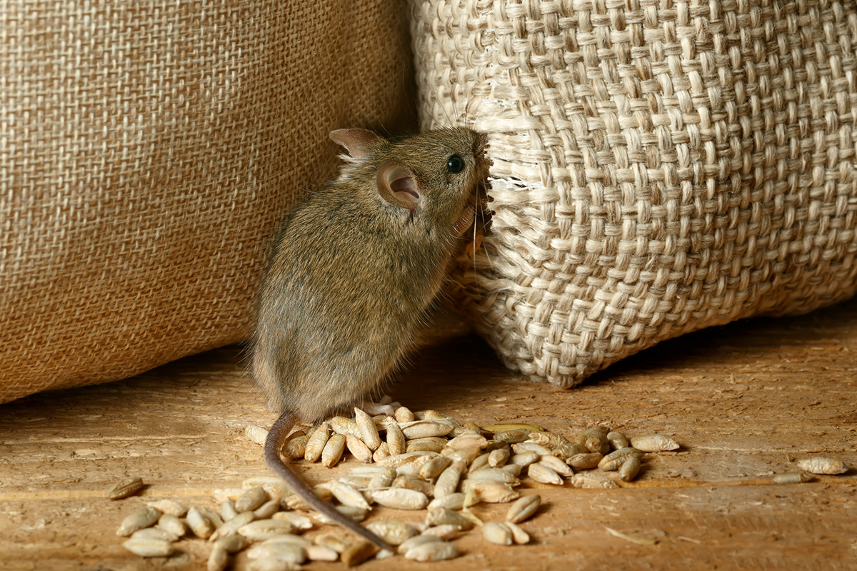 Austrálsku farmárku „napadla“ myš. V spánku jej začala hrýzť očnú buľvu