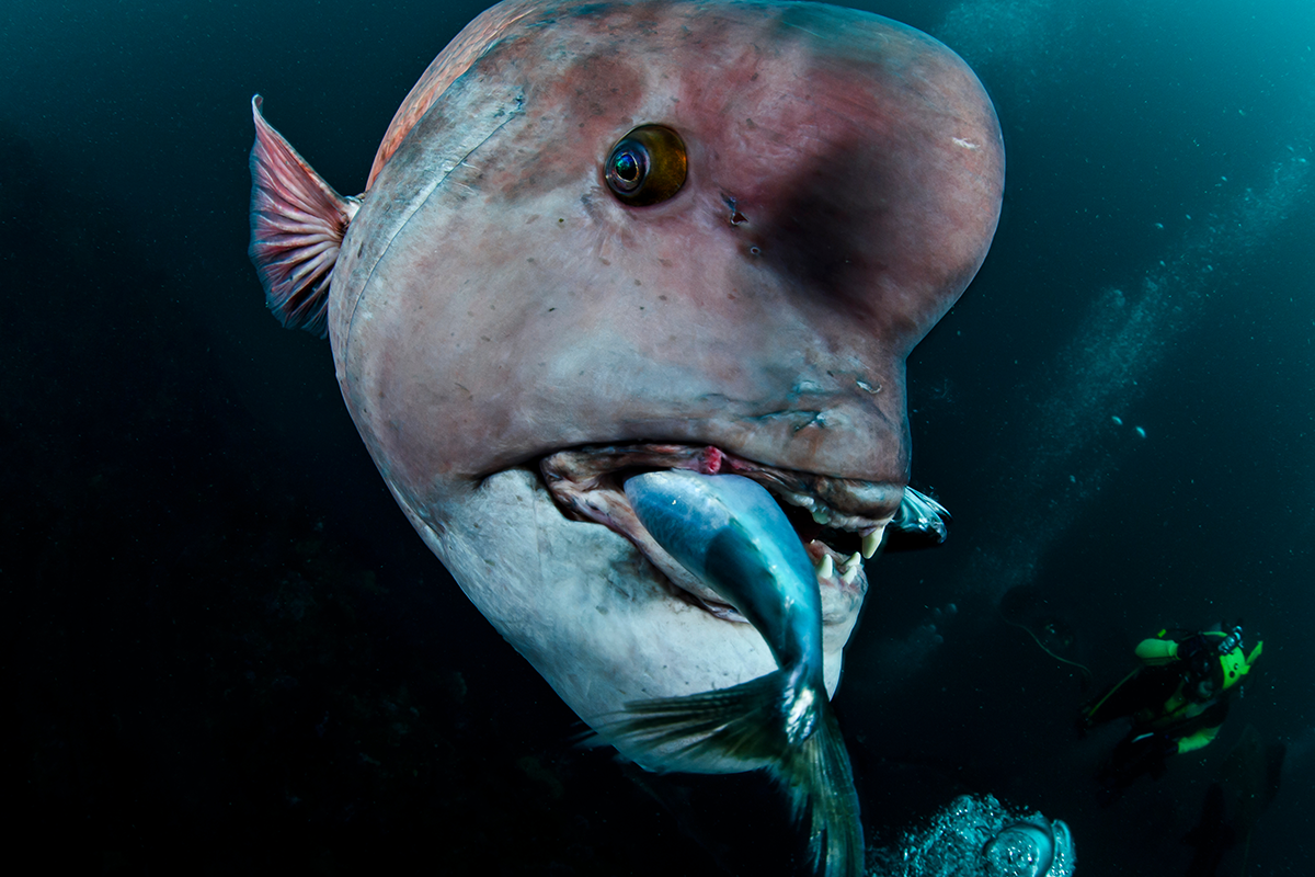 Najbizarnejšie ryby, ktoré žijú v hlbinách oceánov. Vyzerajú ako z inej planéty (2. časť)