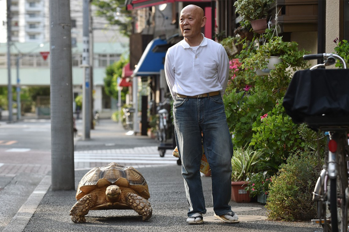 Japonský dôchodca chová obrovskú korytnačku. Na prechádzkach sú terčom prekvapených pohľadov