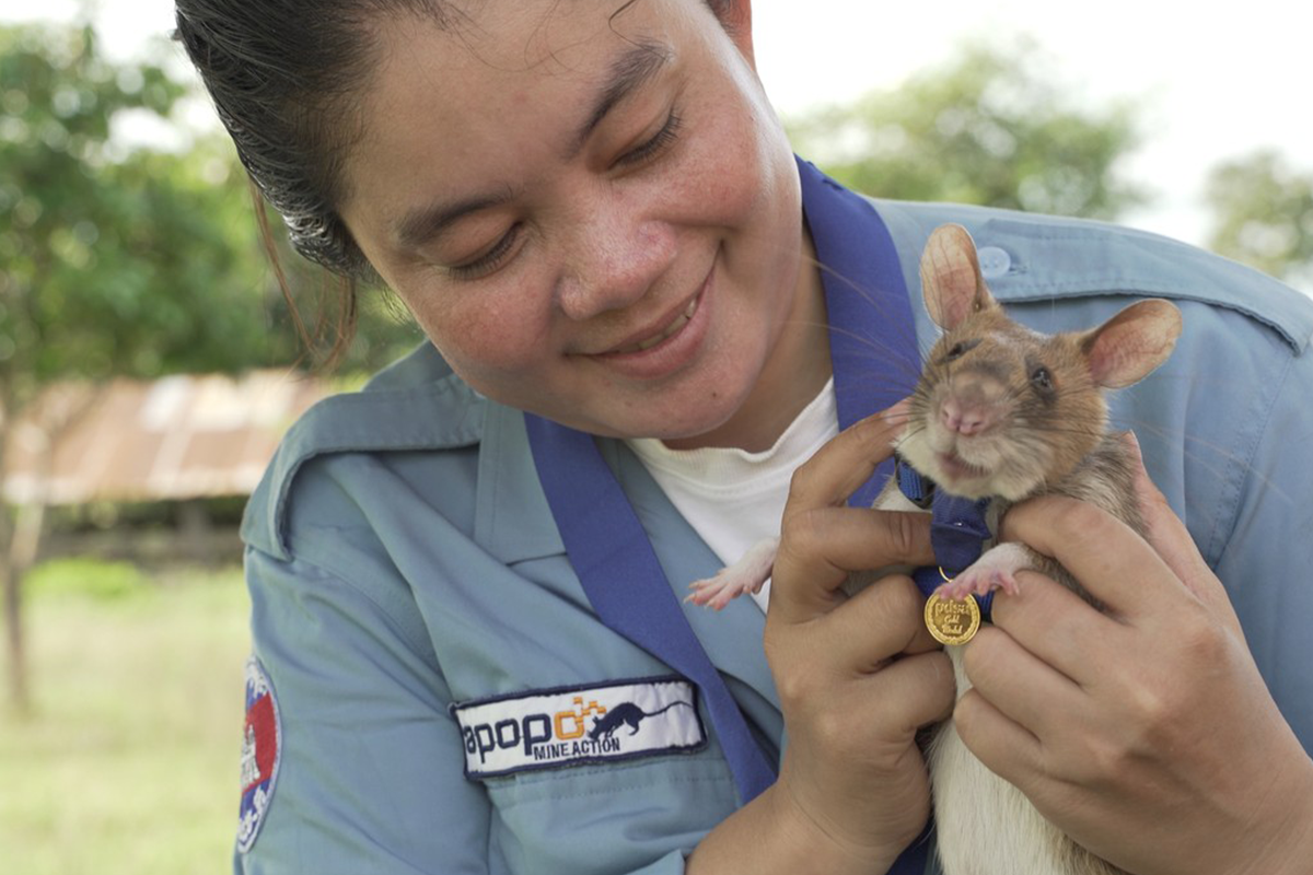 Potkan Magawa, ktorý zachraňoval životy vyhľadávaním mín, ide do 
