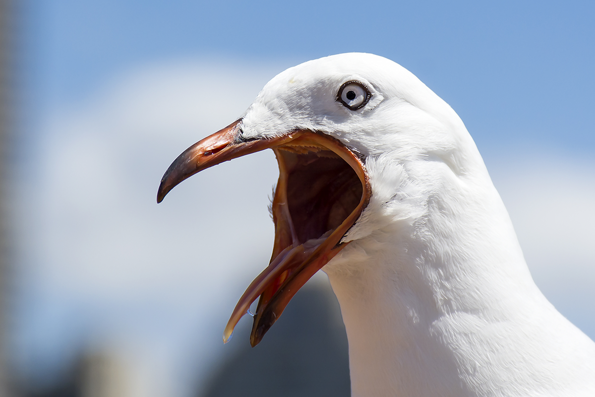 20 mrazivých dôkazov, že vtáky nemajú zľutovanie absolútne s ničím