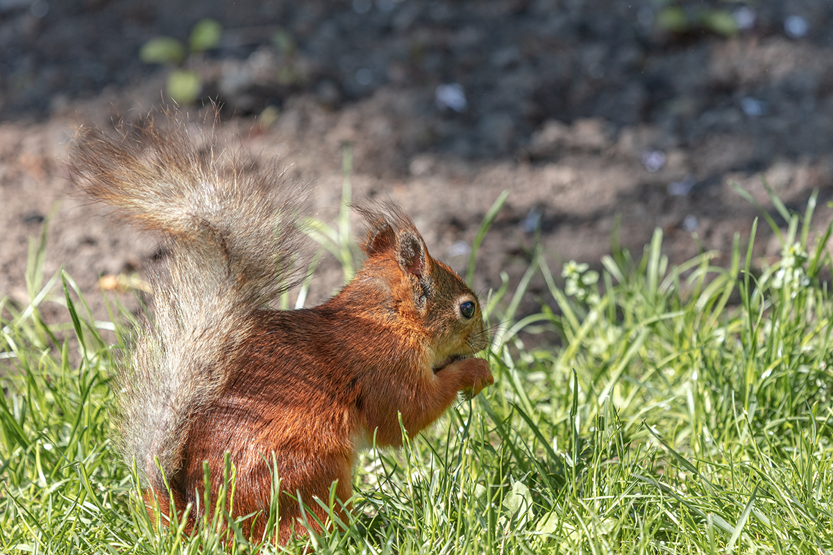 Jedinečné video zachytáva roztomilé zvuky, ktoré robí veverička pri jedení