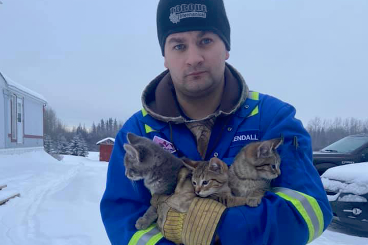 Hrdina z Kanady zachránil život trom mačiatkam pomocou teplej kávy