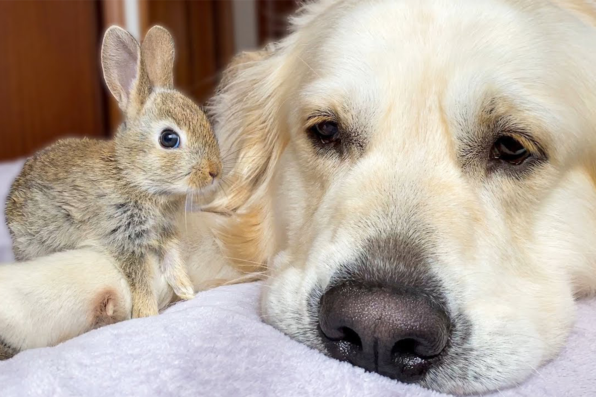 Zlatý retriever si adoptoval zajačikov. Na YouTube má už vyše 100 000 odberateľov