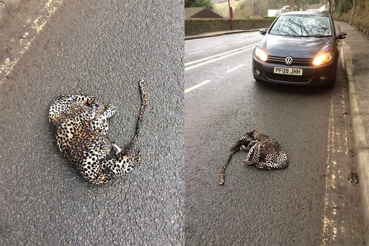 Šofér zastavil auto, aby pomohol zrazenému leopardovi. Veci sa vyvinuli nezvyčajným smerom