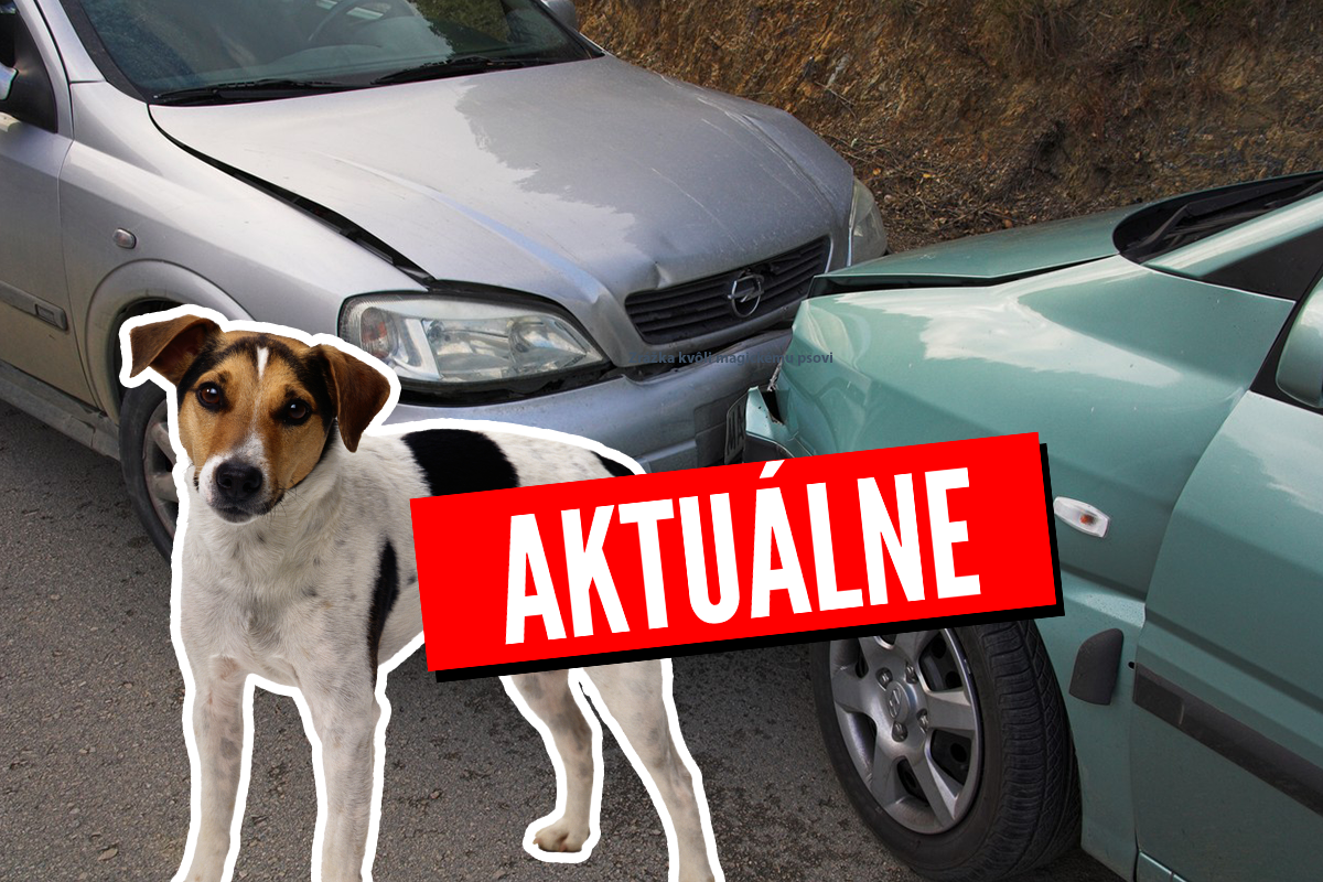 Mladík z Michaloviec narazil do auta, lebo mu pes povedal, aby prepol pesničku