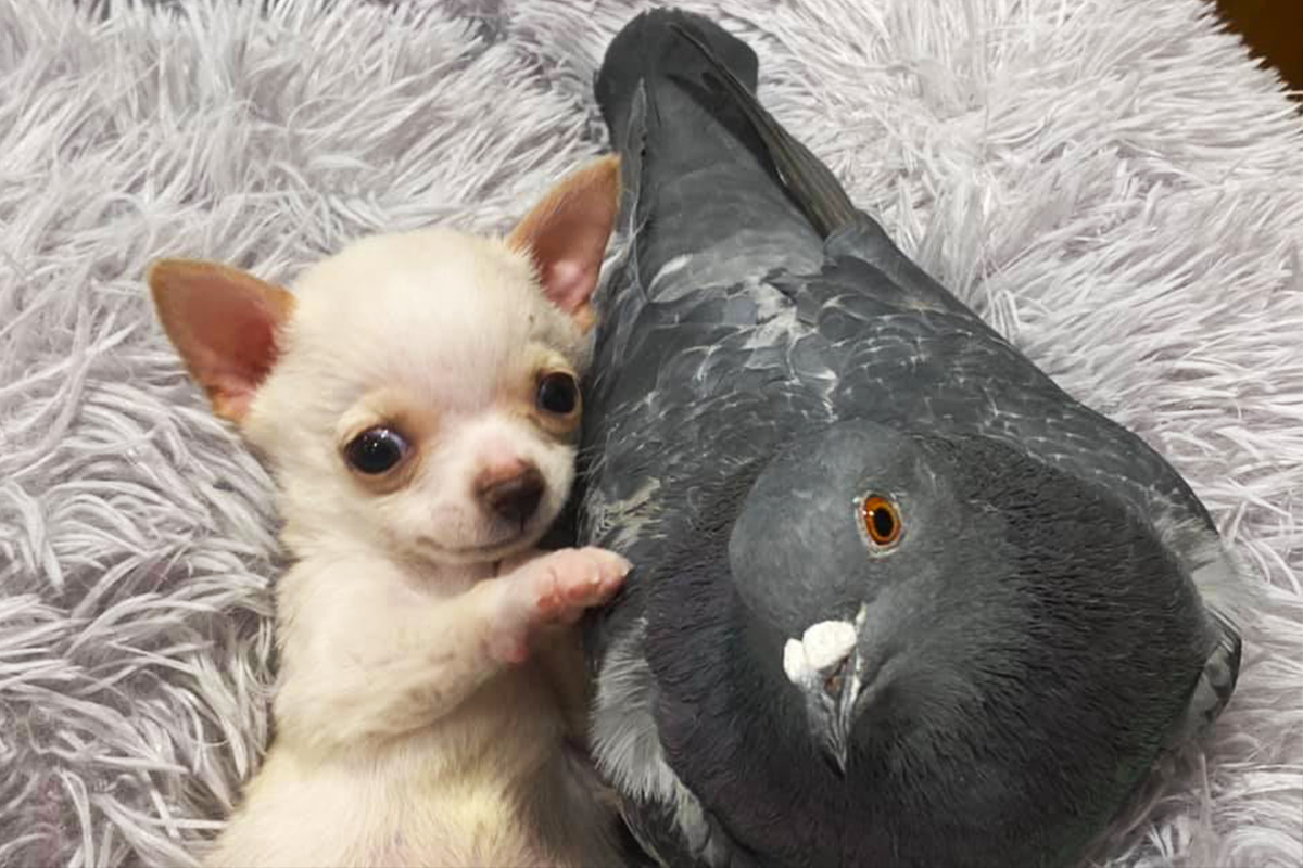 Nelietavý holub a šteniatko, ktoré nevie chodiť, sa stali najlepšími kamarátmi