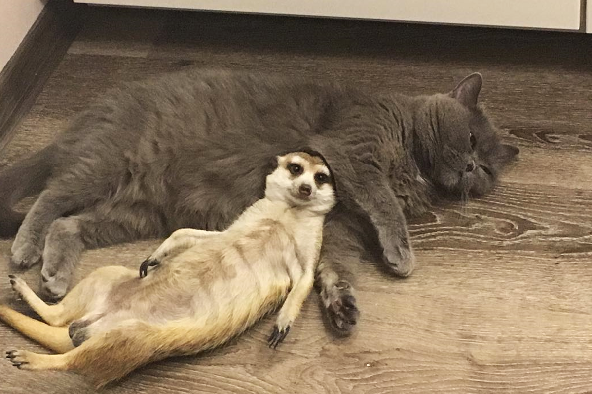 Nezvyčajné priateľské puto mačky a surikaty dojíma internet
