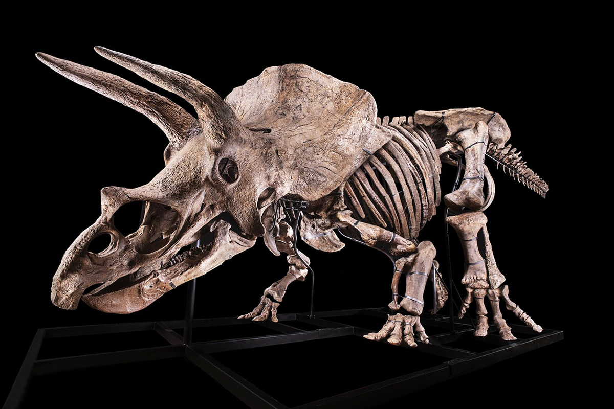 Big John, najväčšia známa kostra triceratopsa, ide do dražby za astronomickú sumu