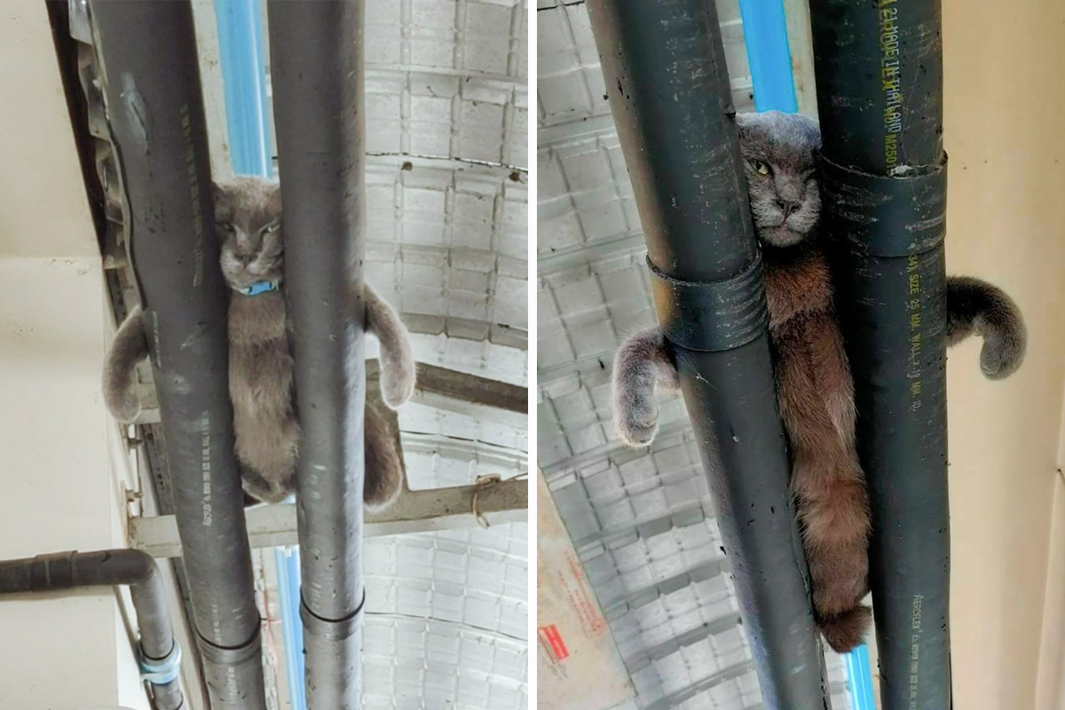 Robotníkov počas práce sledovala mačka schovaná na rúrach. Pripomínala im prísneho šéfa